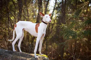 Ibizan Hound